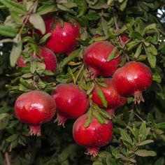 some red apples are hanging from a tree