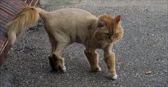 an orange cat walking down a street next to a fence and brick wall with its tail in the air