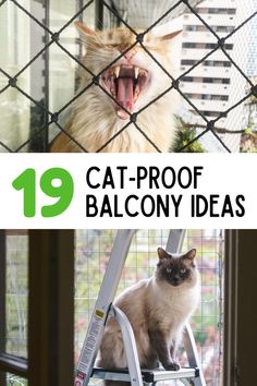 a cat sitting on top of a ladder next to a window with the words 19 cat - proof balcony ideas