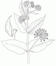 Milkweed Illustration, Plant Illustrations, Plant Sketches, Plant Tattoo, Bug Art, Floral Tattoo Design, Leaf Drawing