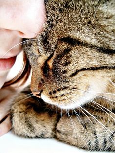 a close up of a person petting a cat's face with her hand