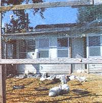 some birds are laying on the grass in front of a house