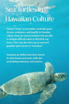 an advertisement for the sea turtles in hawaiian culture, featuring a turtle swimming under water