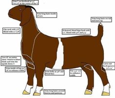 the parts of a bull's body are shown in this diagram, and it is labeled