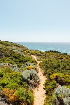 a path leading to the ocean on top of a hill with bushes and flowers growing all over it