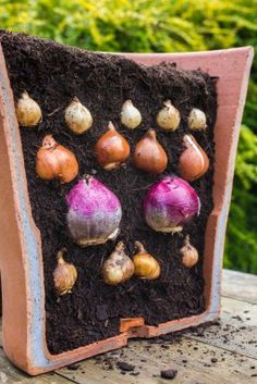 there are many different types of vegetables in the soil on this planter, including onions and garlic