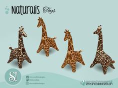 three giraffes are standing in the middle of four other giraffes