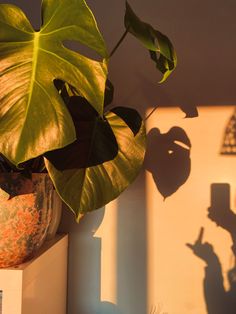 a potted plant sitting on top of a shelf next to a shadow cast wall