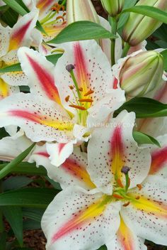 white and red flowers with green leaves in the background