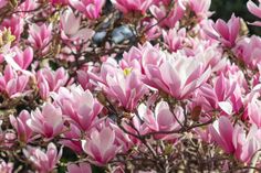 the pink flowers are blooming on the tree