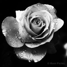 a black and white photo of a rose with water droplets