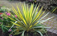 a yellow and green plant sitting in the middle of a garden