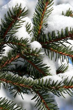 pine needles are covered in snow on a tree branch, with blue sky in the background