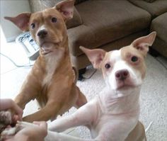 two dogs are sitting on the floor and one is looking at the camera