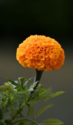 an orange flower with green leaves in the foreground and a dark background behind it