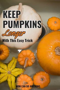 pumpkins and squash in a sink with the words keep pumpkins longer with this easy trick