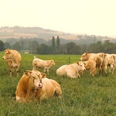 a herd of cattle standing and laying on top of a lush green field with trees in the background