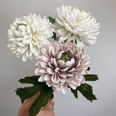 a hand holding a bunch of white and pink flowers in it's left hand