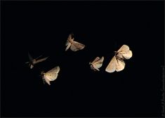 three moths flying in the dark with one on its back and another on its side