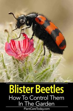 a black and orange beetle sitting on top of a flower next to text that reads, blister beetles how to control them in the garden