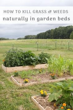 an image of garden beds with flowers and plants growing in them on the grass, text overlay reads how to kill grass & weeds naturally in garden beds