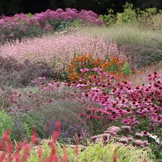 a garden filled with lots of different colored flowers