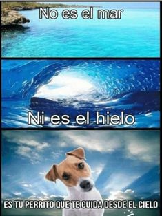 three different pictures with the words in spanish and an image of a dog on it