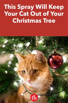 an orange and white cat sitting in front of a christmas tree with the words, this spray will keep your cat out of your christmas tree