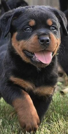 a black and brown dog running in the grass with his tongue hanging out to its side