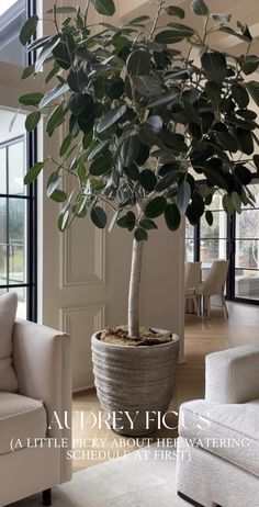 a large potted plant sitting in the middle of a living room