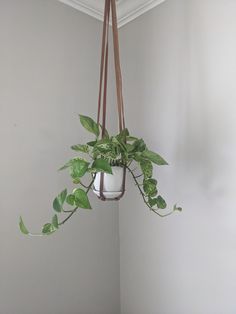 a potted plant hanging from the ceiling in a room with white walls and wood flooring