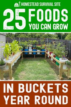 the 25 foods you can grow in buckets year round