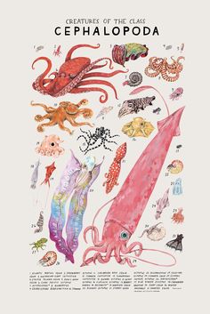 an illustration of the creatures of the cephaloopia, including squids and octopuses