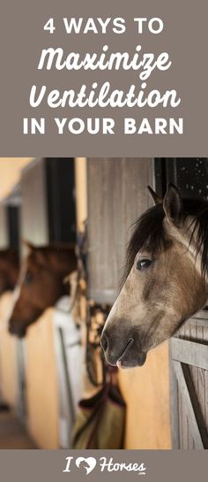 two horses standing next to each other with the words 4 ways to maximumize ventilation in your barn