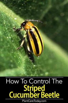 a close up of a beetle on a leaf with text overlay reading how to control the striped cucumber beetle