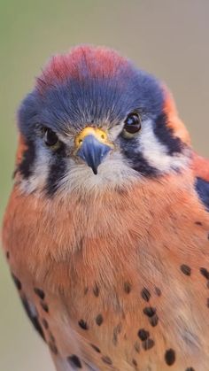 a bird with orange, blue and black feathers sitting on a branch