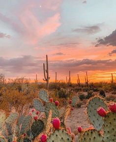 the sun is setting over some cactus plants and cacti in the foreground