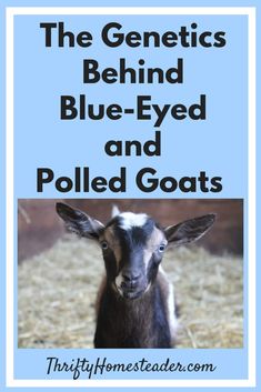 a goat with the words, the genetics behind blue - eyed and polled goats