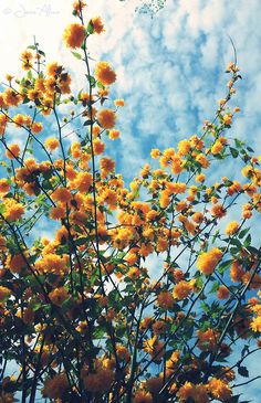 the yellow flowers are blooming in the blue sky