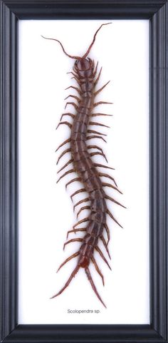 an insect is in a black frame on a white background, it looks like a centipeus