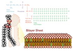 an image of the structure of a human cell and how it is made out of beads