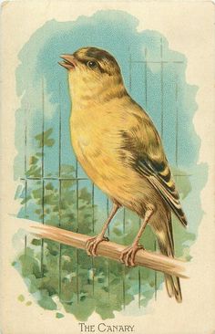 a yellow bird sitting on top of a wooden stick next to a caged area