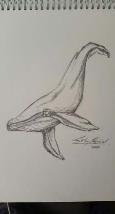 a pencil drawing of a whale's tail