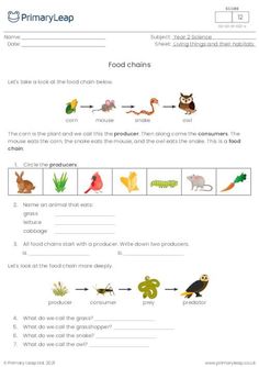 A science resource that shows three different animal food chains with written questions for pupils to answer. Food Chain Diagram, Primary School Worksheets, Simple Food Chain, Primary Worksheets, Human Life Cycle, Characteristics Of Living Things