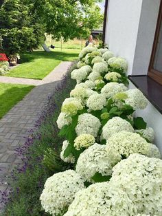 white flowers line the side of a house