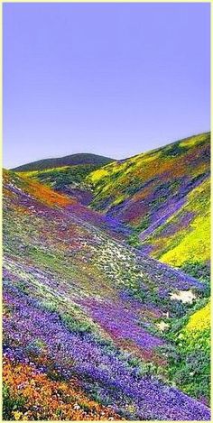 the hills are covered in colorful flowers