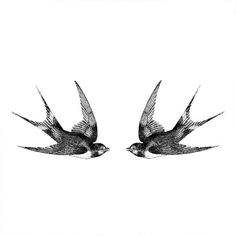 two birds flying next to each other on a white background