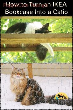 two cats sitting on top of a wooden fence next to each other with the caption how to turn an ikea bookcase into a cato