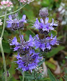 purple flowers are blooming in the garden