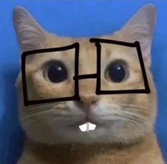 a cat with glasses on it's face and the caption that says, i don't know what this is